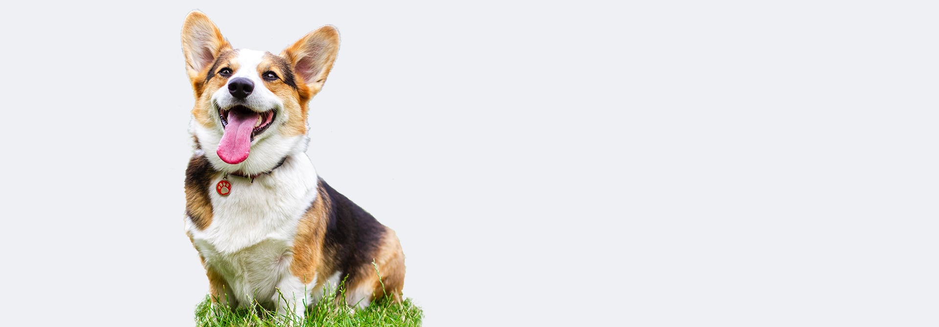 Lo mejor para mascotas