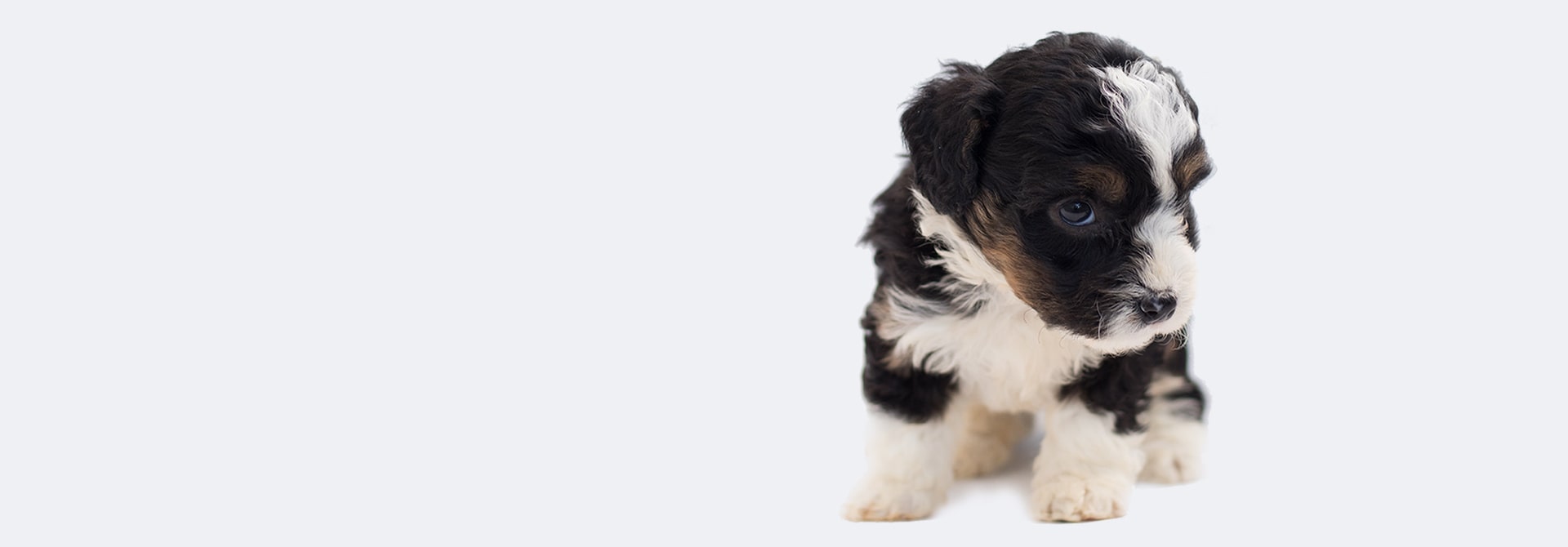 Lo mejor para mascotas