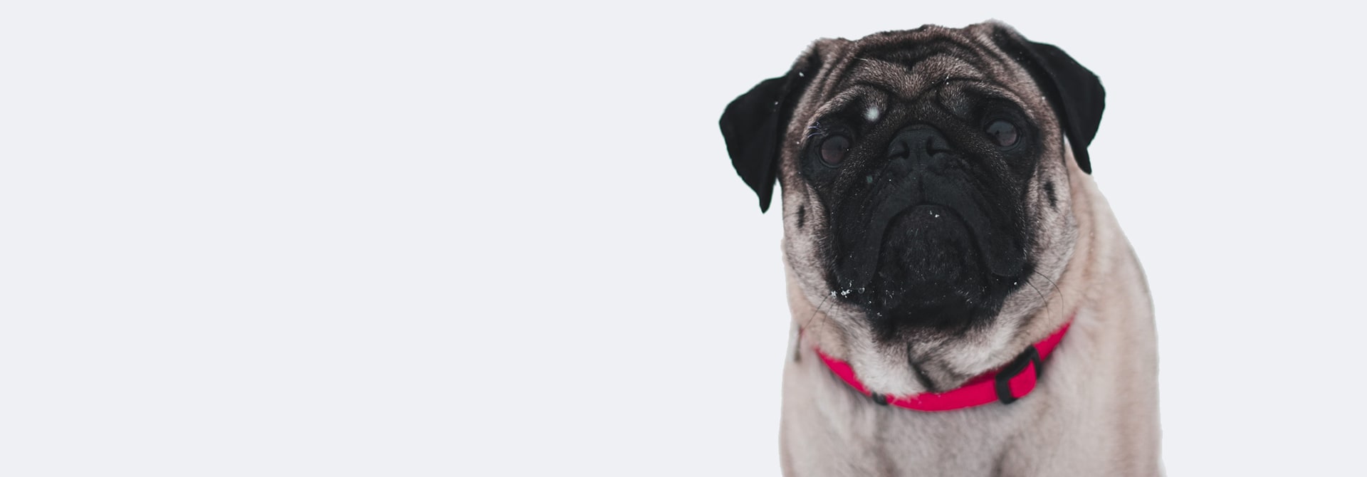 Lo mejor para mascotas