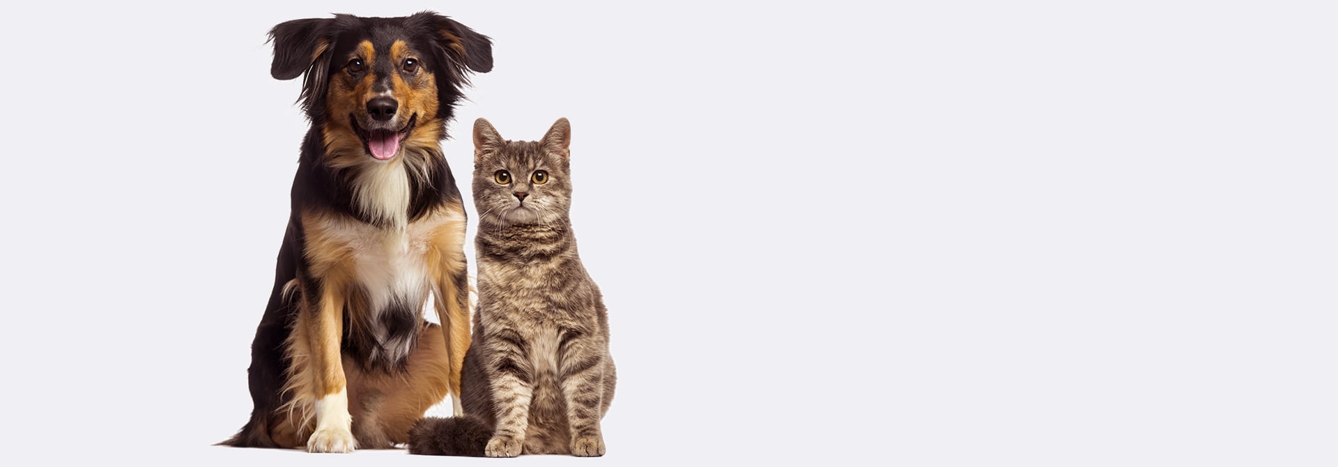 Lo mejor para mascotas